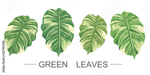 green and yellow big leave
