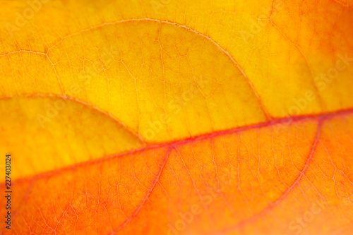 Macro image of yellow autumn leaves  shallow depth of field.