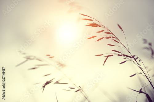 Wild grasses in a field at sunset. Shallow depth of field