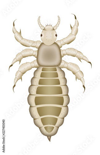 Head louse vector illustration top view