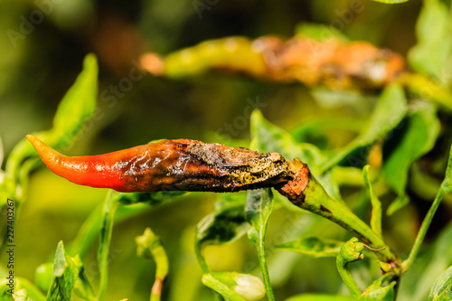 Anthracnose disease in chilli  caused by Colletotrichum spp.