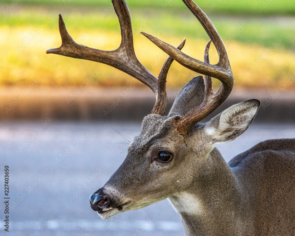 Wildlife at work-A buck in the late day sunlight! Wildlife at work-A buck in the late day sunlight!