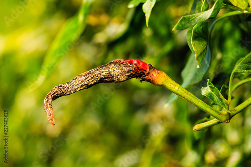 Anthracnose disease in chilli  caused by Colletotrichum spp.