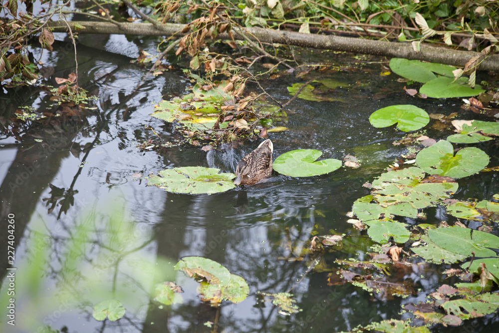 Teich Teich