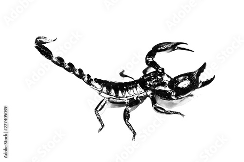 Pattern with dot of scorpion isolated on white background