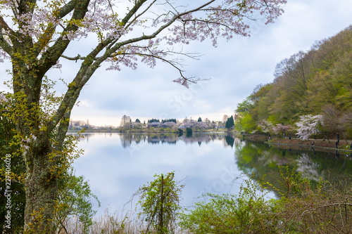 春の田貫湖、静岡県富士宮市にて © photop5