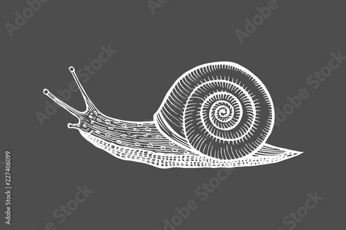 Vector antique engraving