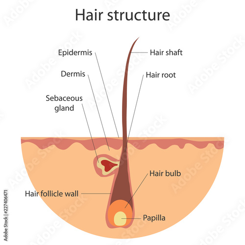 The structure of the hair, growing hair. Flat design, vector illustration, vector.