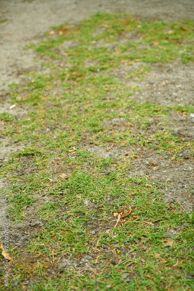 autumn leaves on green grass autumn leaves on green grass