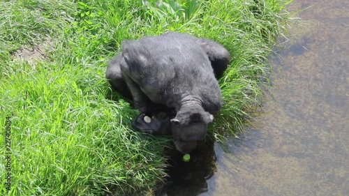 Adult Chimpanzee Cleans Food Before Eating photo