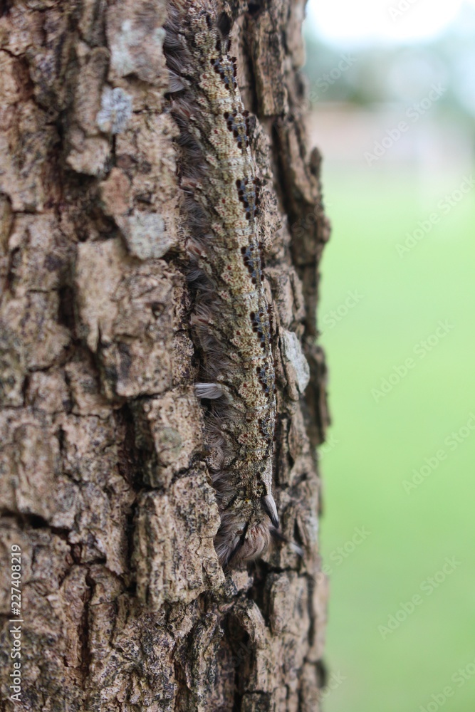 Animal, the caterpillar is clinging on big tree, its body has strange design. Thai people call NON-BUNG. Animal, the caterpillar is clinging on big tree, its body has strange design. Thai people call NON-BUNG.