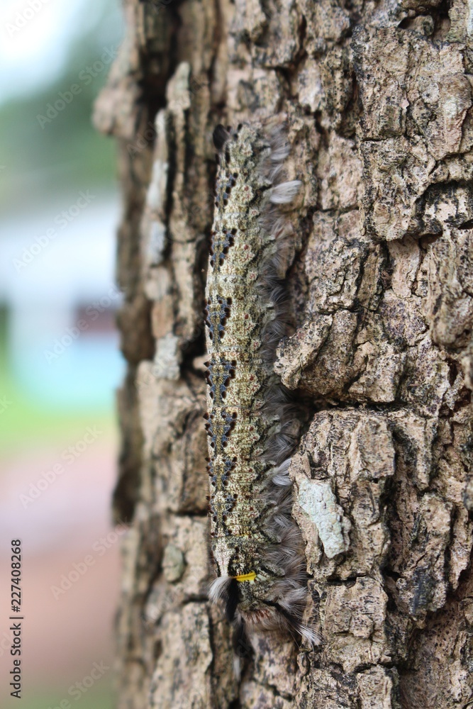 Animal, the caterpillar is clinging on big tree, its body has strange design. Thai people call NON-BUNG. Animal, the caterpillar is clinging on big tree, its body has strange design. Thai people call NON-BUNG.