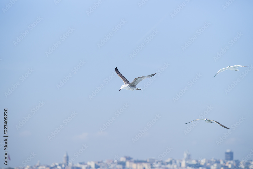 Seagull Bird