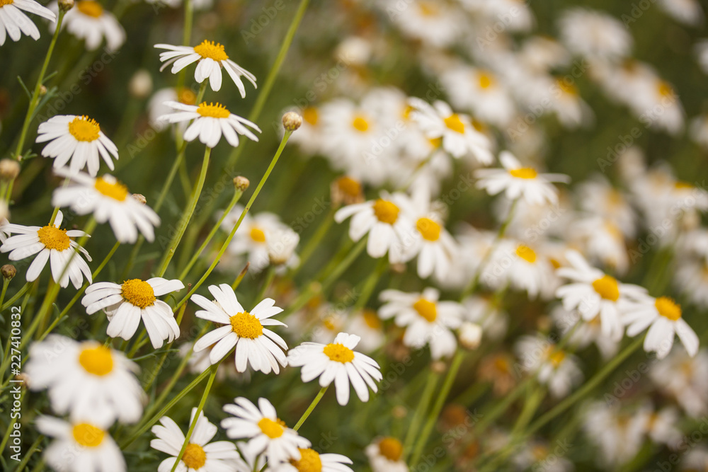 field of daisies field of daisies