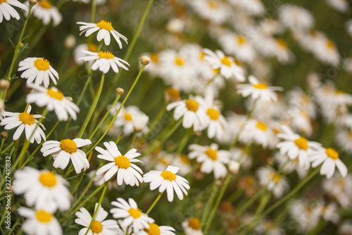 field of daisies © enginakyurt