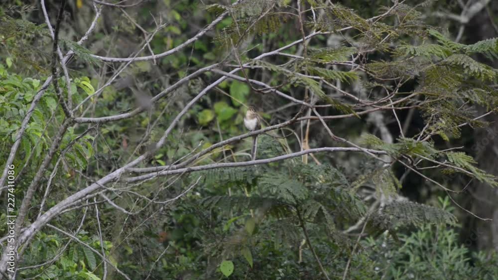 Scene of a Striped Cuckoo perched on branch. He looks around and sings. Scene of a Striped Cuckoo perched on branch. He looks around and sings.