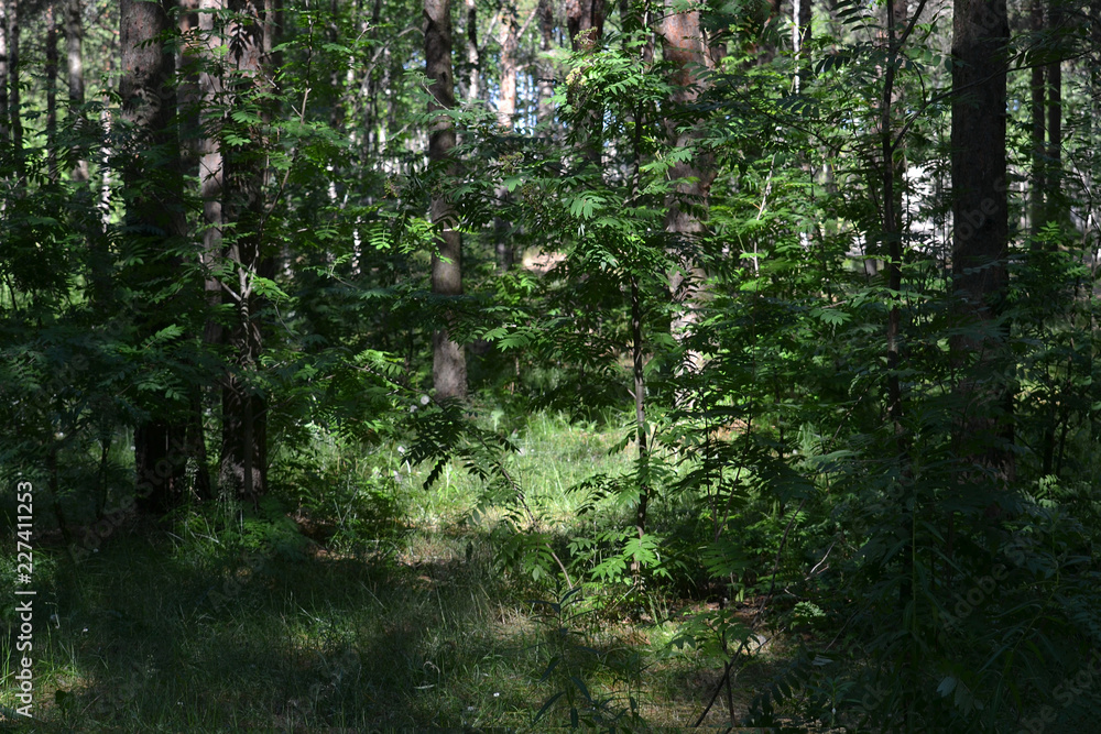 Obraz premium summer landscapes with pine trees