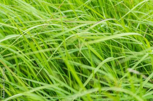 A natural green grass texture background with wind blow.