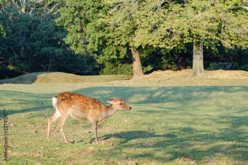 奈良公園の鹿 © Rummy & Rummy