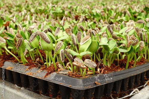 Fototapeta Naklejka Na Ścianę i Meble -  Sunflower sprout in plastic tray