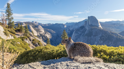 Kalifornischer Ziesel auf dem Glacier Point im Yosemite National Park - Yosemite Valley, Mariposa Country