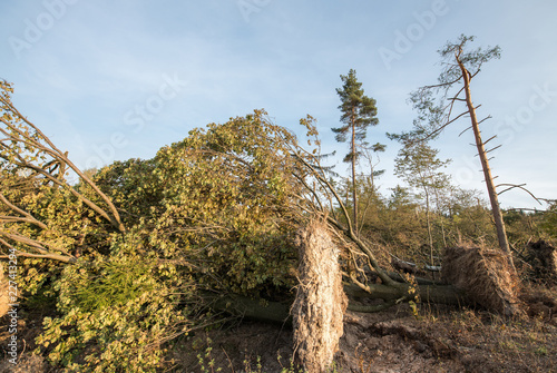 Sturmschaden, umgestürzte Bäume