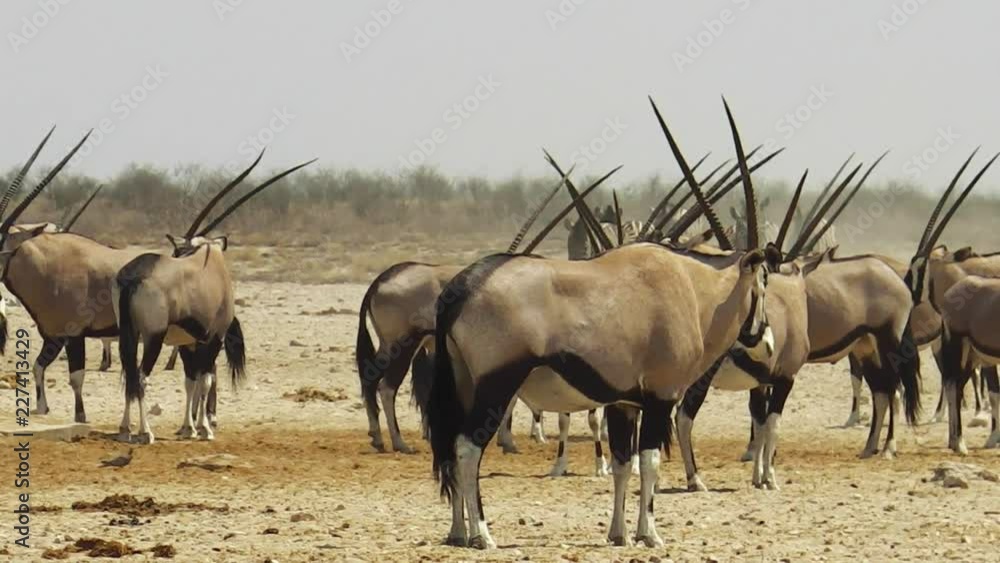 wildlife oryxes at water pool in Namibian savannah of Etosha National Park, Namibia, Africa. wildlife oryxes at water pool in Namibian savannah of Etosha National Park, Namibia, Africa.