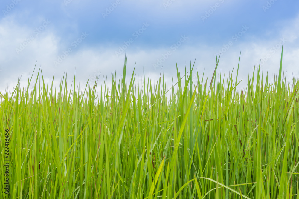 A natural green grass texture background with sky. A natural green grass texture background with sky.