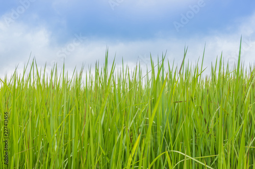 A natural green grass texture background with sky.