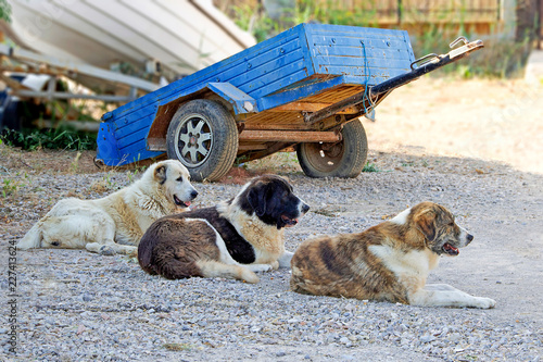 Three dogs in a row are sitting and guarding on the front of vechicles photo