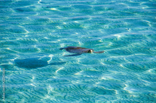 turtle comes out of the water taking a breath