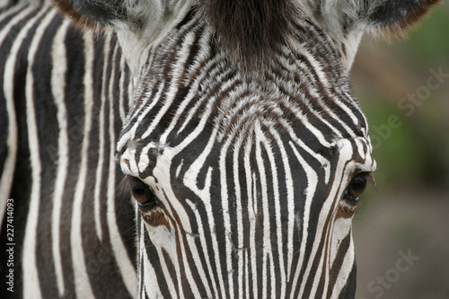 Horizontal close up image of  zebra face.
