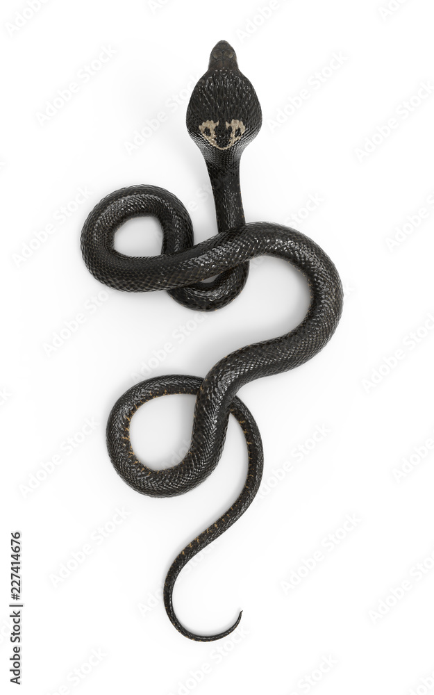 Naklejka premium Ilustracja 3D Kobra królewska Najdłuższy jadowity wąż świata na białym tle, Kobra królewska ze ścieżką przycinającą