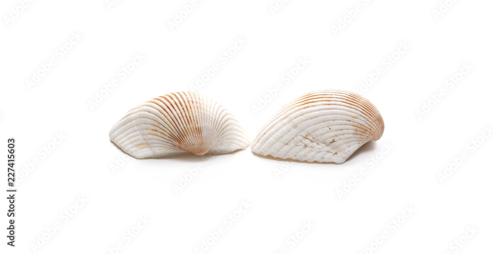 Seashell isolated on white background Seashell isolated on white background