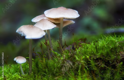 Beautiful mushroom in the forest. Natural composition