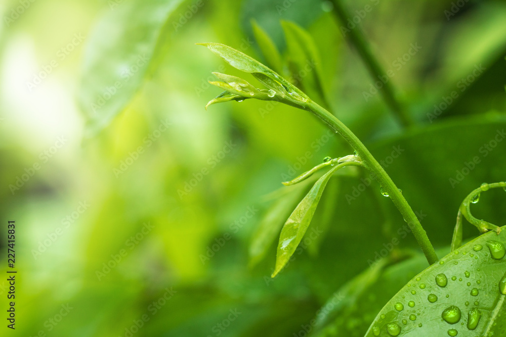 Green leaf and dew in nature background at morning time with sunlight. Green leaf and dew in nature background at morning time with sunlight.