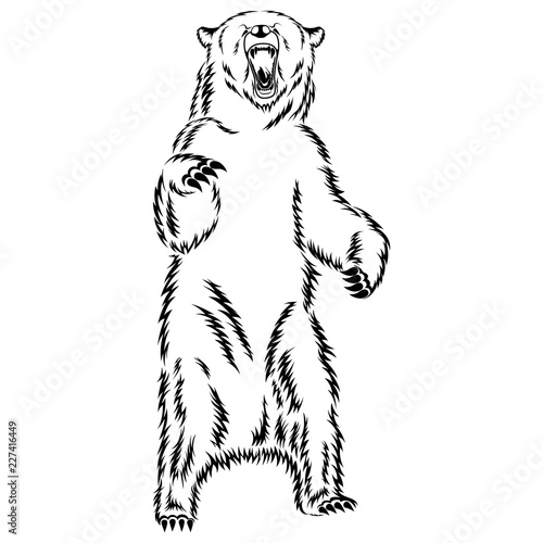 Bear on white background. Vector image.