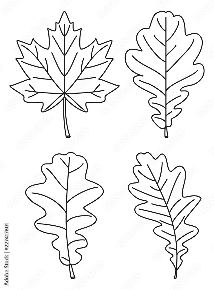 Line art black and white 4 oak leaf set Line art black and white 4 oak leaf set