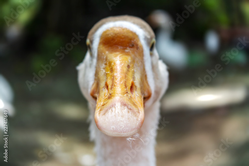 Beak Of Duck © Darshak