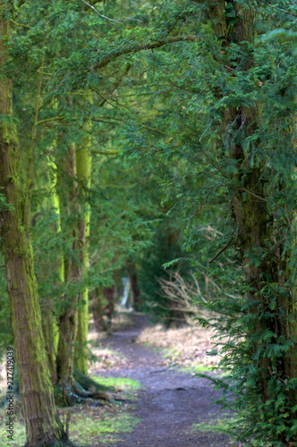 trees in the forest