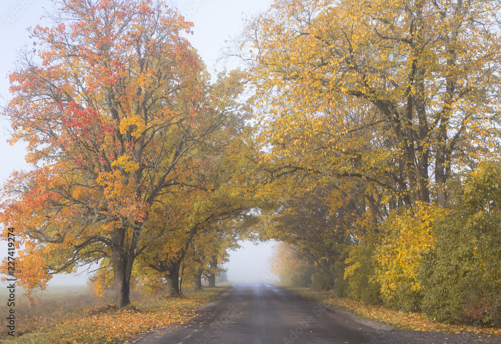Fototapeta premium Foggy autumn morning in tree alley by car road, golden leaves on trees and on ground in Northern Europe. 