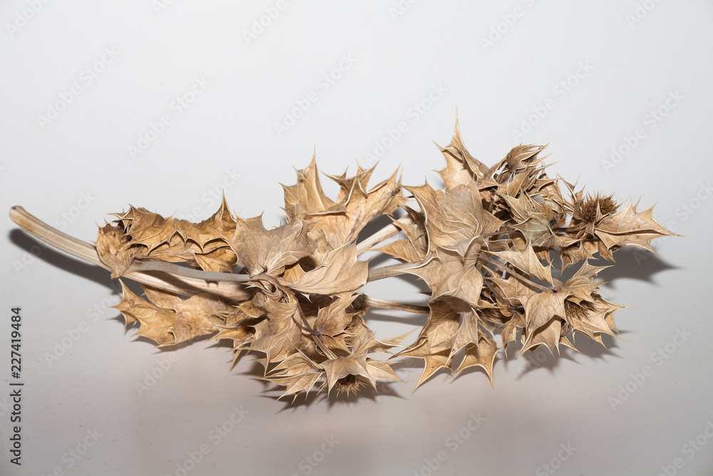 getrocknete Distel getrocknete Distel