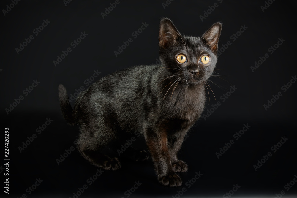 Bombay cat on colored backgrounds