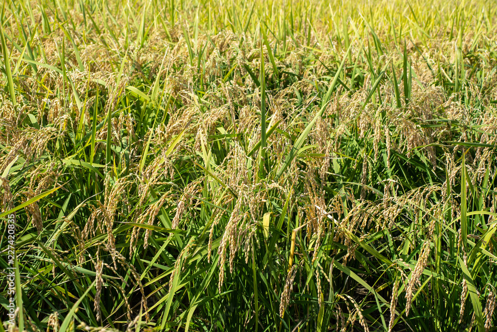 Raw rice in paddy field background Raw rice in paddy field background