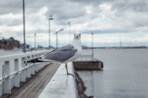 A seagull sits on a wooden railing on a sea pier, looks into the camera