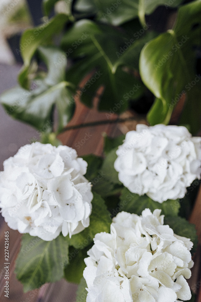 Closeup of white hydrangea flowers Closeup of white hydrangea flowers