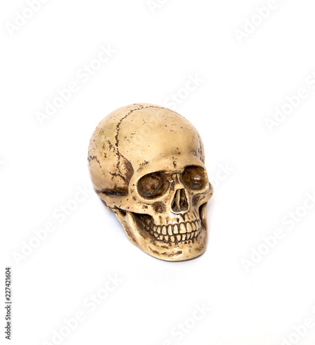 Halloween Human Skull isolated white background. Side view of human skull