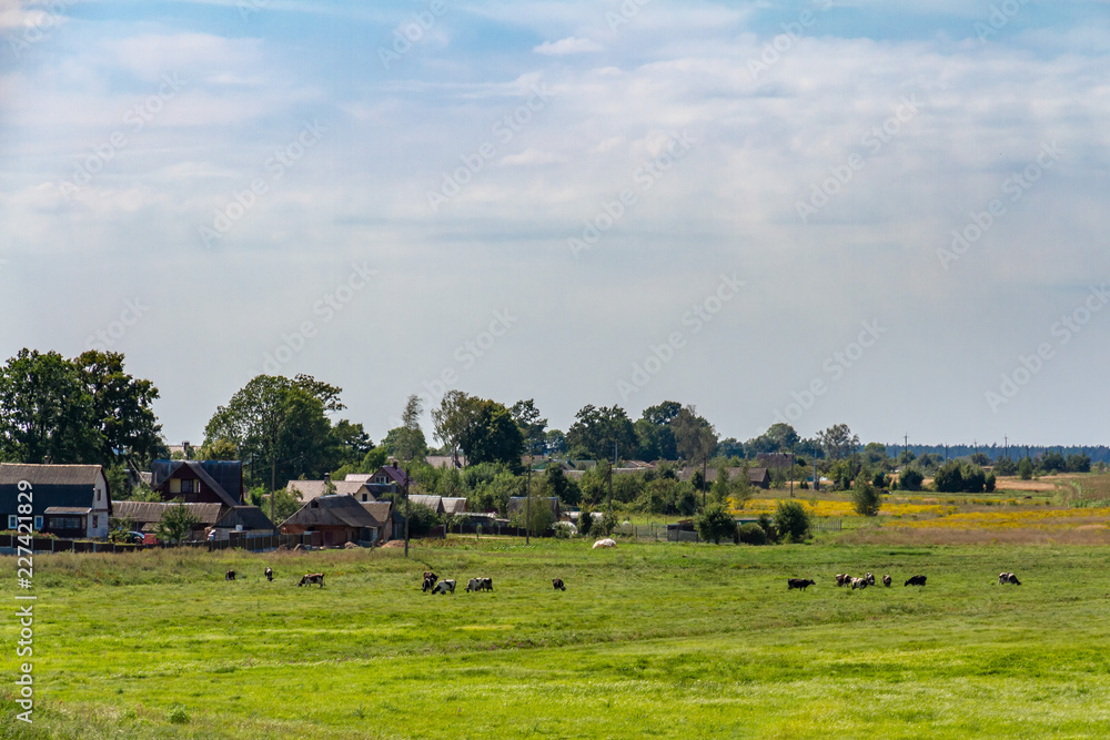 rural landscape with cows