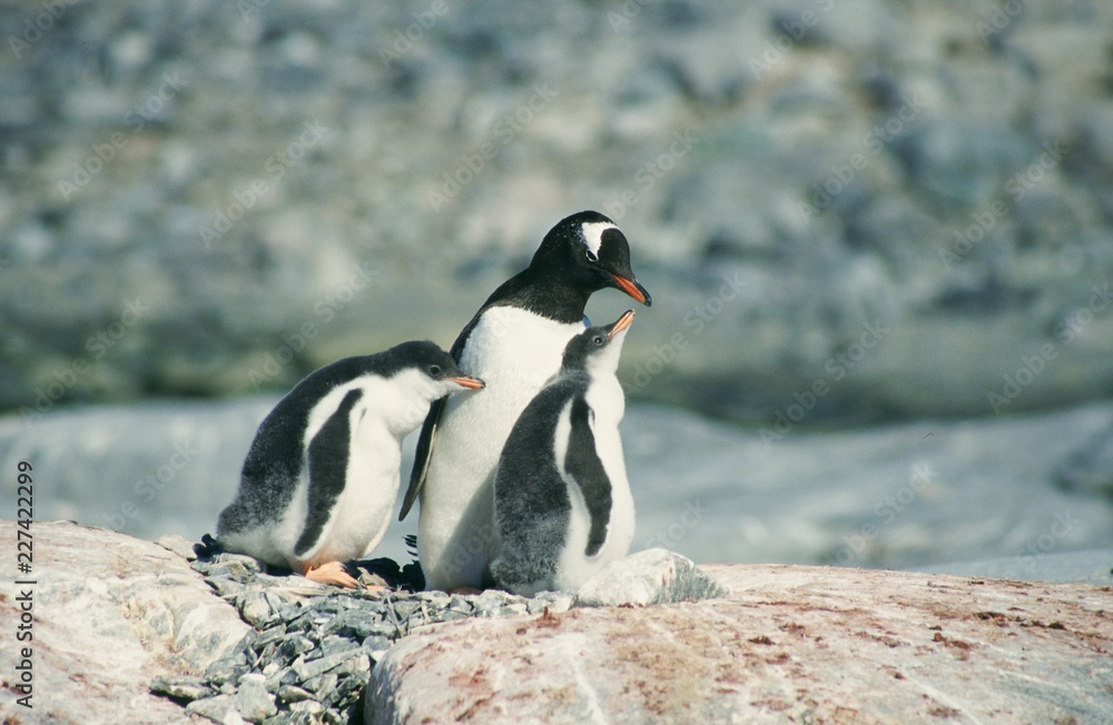 Fototapeta premium Antarctica. Pinguin famely