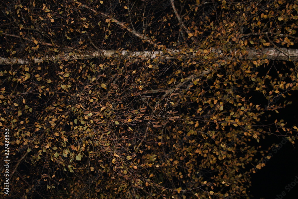 Birch by the lake . Losno. Pskov . Russiabackground of leaves Birch by the lake . Losno. Pskov . Russiabackground of leaves
